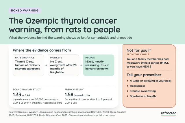 Infographic titled The Ozempic thyroid cancer warning, from rats to people. Rats and mice: thyroid C-cell tumors at clinically relevant exposures. Monkeys: no C-cell overgrowth after 20 months of liraglutide. People: mixed but mostly reassuring, and the risk in humans is unknown. A Scandinavian study found 1.33 thyroid cancers per 10,000 person-years on GLP-1 medicines vs 1.46 on DPP-4 inhibitors, hazard ratio 0.93. A French study found a hazard ratio of 1.58 after 1 to 3 years of use. Not for anyone with a personal or family history of medullary thyroid cancer, or MEN 2. Report a neck lump, hoarseness, trouble swallowing or shortness of breath.